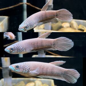 ベタsp.アントゥタJFM Betta sp. antuta JFM / JFEM ジェフェム 10 ペア