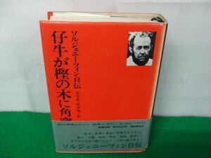 ソルジェニーツイン自伝　仔牛が樫の木に角突いた 1976年発行帯付き※帯に傷み、破れあり