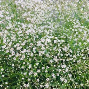  cut flower is possible white gypsophila. kind 50 bead 