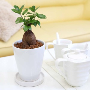  decorative plant ... see ...gaju maru 5 number white ceramics pot circle long 1 pot earth. surface wood chip free shipping 