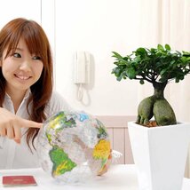 観葉植物　妖精がすんでいると言われている幸せを見守るの木！ガジュマル・スクエア陶器鉢 7号 ストレート 土の表面 ウッドチップ_画像2