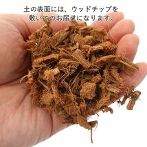 観葉植物　妖精がすんでいると言われている幸せを見守るの木！ガジュマル・スクエア陶器鉢 7号 ストレート 土の表面 ウッドチップ_画像7