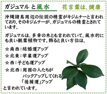 観葉植物　妖精がすんでいると言われている幸せを見守るの木！ガジュマル・スクエア陶器鉢 7号 ストレート 土の表面 ウッドチップ_画像8