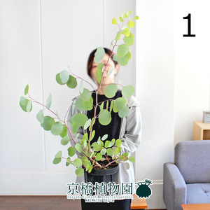 【現品】ユーカリ・ポプルネア/ポポラス 6号 黒鉢（1）Eucalyptus“polyanthemos”