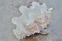 ヒレジャコ貝の貝殻（シャコガイ　シャコ貝）30cm前後　1組　送料無料　正規品【美ら海熱帯魚】_画像8