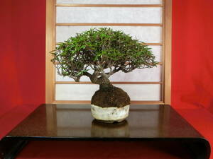 * shohin bonsai ...( Chile men kazla) futoshi .... exist small leaf height of tree 13cm