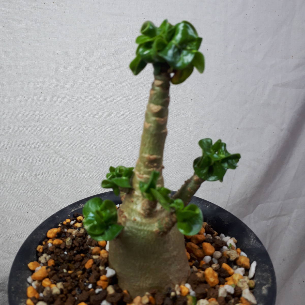 ヤフオク! 観葉植物 の落札相場・落札価格