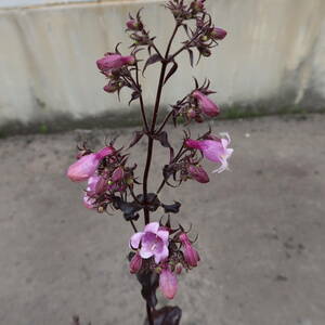 ∮ 来年用 新品種 銅葉 ペンステモン ミッドナイトマスカレード 耐寒 宿根草 草花 地植え 鉢植え 庭植え ガーデニング　