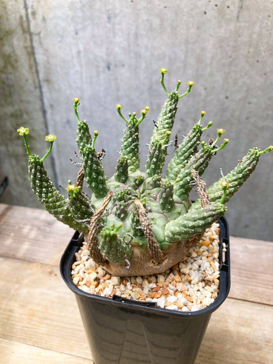 Euphorbia gamkensis E大株・良型 ユーフ JChereヤフオク代理購入