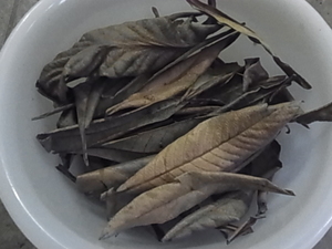 ビワの枯れ葉　30枚　ザリガニ・シュリンプ等のエサに　無農薬　 DG