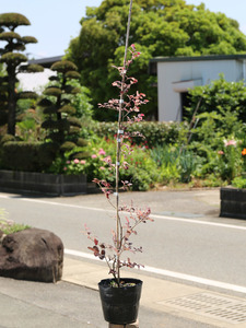 トキワマンサク赤葉赤花 0.8m 15cmポット 10本 苗
