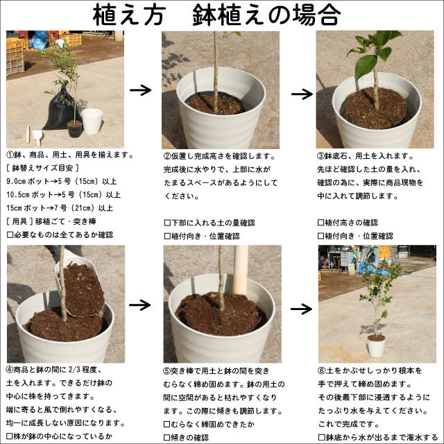 ハルニレ ポット苗  雅虎拍卖代购