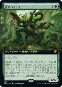 MTG　茨のハイドラ　拡張アート　在庫日2枚まで　団結のドミナリア　DMU　★他多数出品中