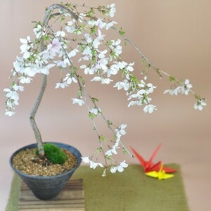  shidare cherry bonsai Sakura shidare cherry. bonsai Sakura. shower ... want person . branch shide . Sakura gift bonsai opening celebration . job Respect-for-the-Aged Day Holiday birthday 