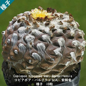 観葉植物 種子 種 Copiapoa hypogaea var Barquitensis コピアポア バルクテンシス 紫鱗竜 南米 サボテン 種子10粒