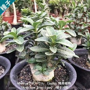  succulent plant . root plant seeds kind both chiktou.Caudex Adenium Arabicum Brazilianateniumalabi cam b radio-controller Lien seeds 10 bead 