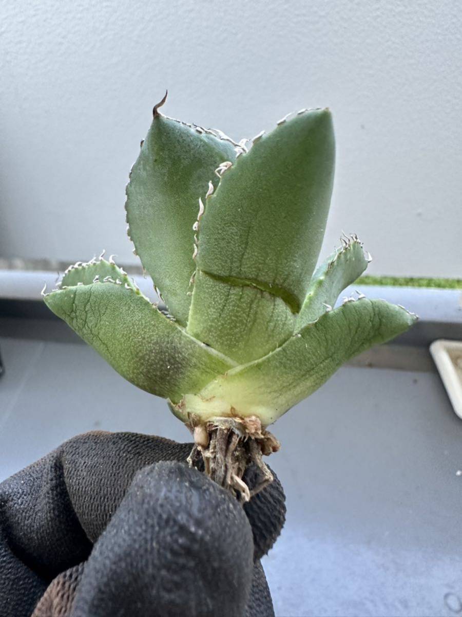 アガベ チタノタ 多肉植物 フィリグリー圓葉拇指 極上株 発根済み