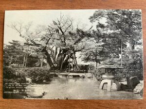 FF-6107 ■送料込■ 石川県 金沢兼六公園 北陸桜 七本幹の見事な老樹 桜 日本庭園 造園 庭 池 風景 景色 戦前 絵葉書 写真 古写真/くNAら