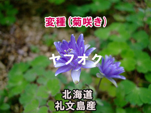 【変種】 菊咲き ミヤマオダマキ 種子 10粒 北海道礼文島産 高山植物 山野草