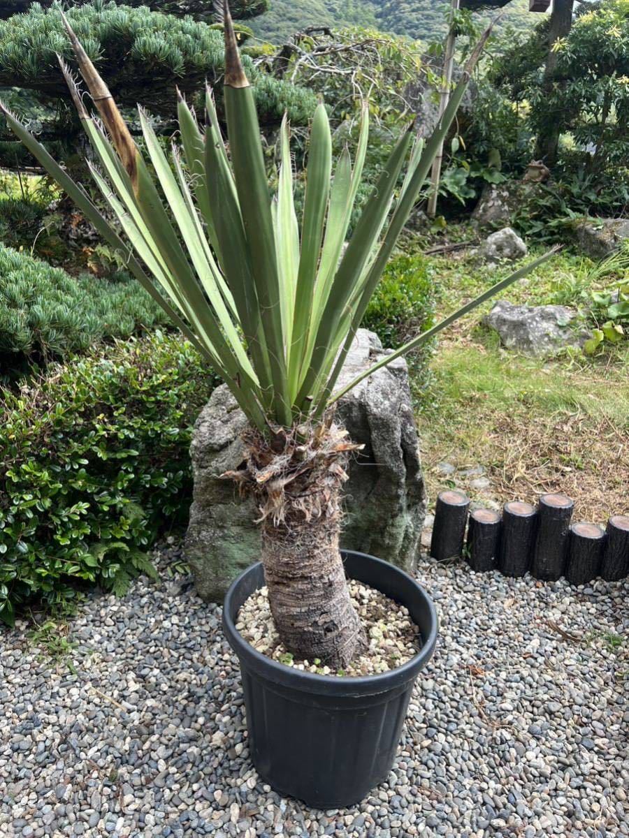 ヤフオク! -「アーナ」(ユッカ) (観葉植物)の落札相場・落札価格