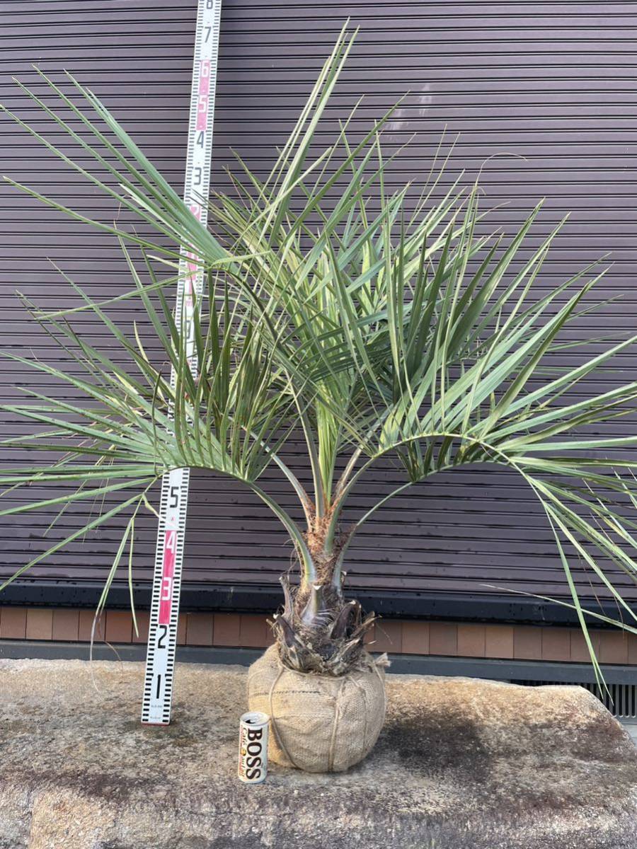 ヤフオク! -「チャメロプス」(ヤシ) (観葉植物)の落札相場・落札価格