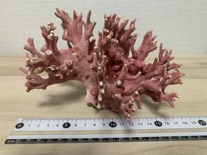 天然赤珊瑚 サンゴ 原木 血赤珊瑚 置物 オブジェ