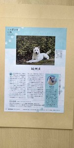 紀州犬 切り抜き