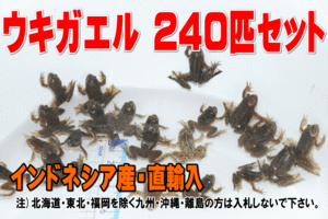 ウキガエル 240匹セット★全長2.5-3cm前後・インドネシア産直輸入・たくさんの在庫の中から数えてお届け・蛙・かえる【お届け地域制限有