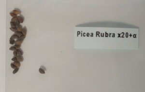 レッドスプルース 種子20粒+α Picea Rubra 20 seeds +α Rubens Red Spruce アカトウヒ