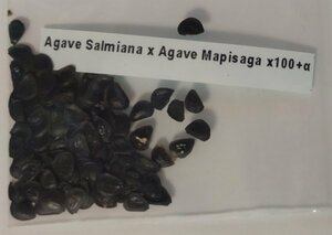 アガベ サルミアナ x マピサガ 種子 100粒+α Agave Salmiana x Agave Mapisaga 100 seeds+α 種