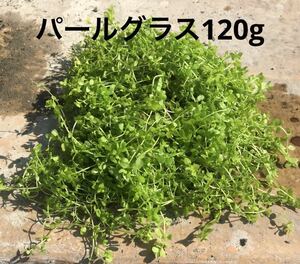 送料無料　鹿児島指宿産　パールグラス120g 天然温泉水にて栽培の天然物 　浮草