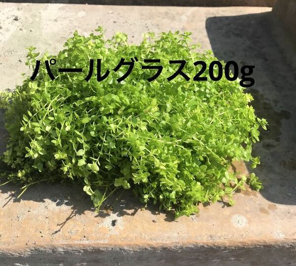 送料無料　鹿児島指宿産　パールグラス200g 天然温泉水にて栽培の天然物 　浮草