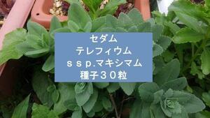 セダム　テレフィウム ssp.マキシマム　種子30粒