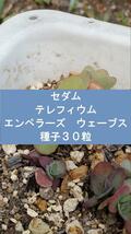 セダム　テレフィウム　cv.エンペラーズ　ウェーブス　種子30粒_画像1