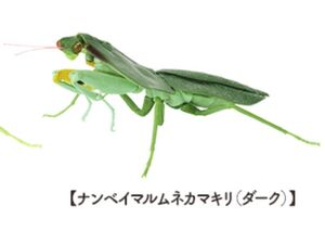 【即決】　ナンベイマルムネカマキリ（ダーク） いきもの大図鑑 かまきり04　バンダイ　ガチャ