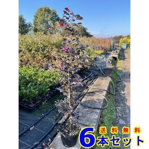 植木 トキワマンサク　赤葉ピンク花 (ベニバナトキワマンサク) 18.0ｐ 6本 樹高0.8ｍ前後 18.0ｐ