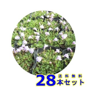 サギゴケ　ピンク (鷺苔 ピンク花) 9.0ｐ 28本 グランドカバー　下草　雑草予防