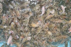 送料無料 1kg 0.3mm エサ 稚魚 熱帯魚 ベタ 餌 魚粉71%上級グレード