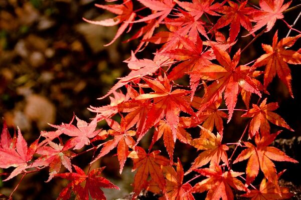 ☆紅葉 1本！