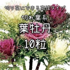 【葉牡丹のタネ】10粒 種子 種 ハボタン はぼたん 切り花や寄せ植えにも 花