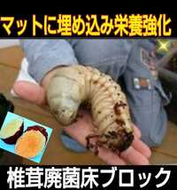 カブトムシ幼虫の栄養強化に！　椎茸菌床ブロック【4個】クヌギ100％ ブロックのまま発酵マットに埋め込むだけで幼虫がモリモリ食べます！_画像4