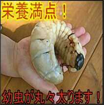 カブトムシ幼虫の栄養強化に！　椎茸菌床ブロック【4個】クヌギ100％ ブロックのまま発酵マットに埋め込むだけで幼虫がモリモリ食べます！_画像9