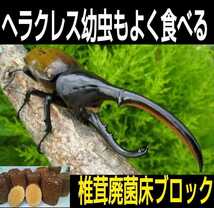 カブトムシ幼虫の栄養強化に！　椎茸菌床ブロック【4個】クヌギ100％ ブロックのまま発酵マットに埋め込むだけで幼虫がモリモリ食べます！_画像5