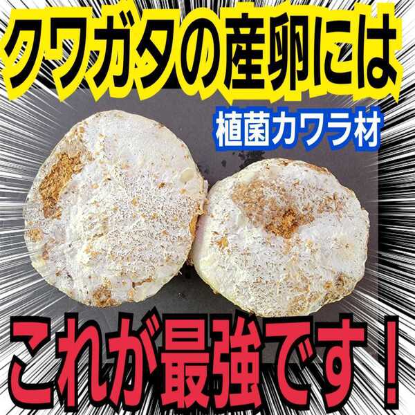 クワガタの産卵にはコレが最強です!植菌カワラ材【2本】タランドゥス・レギウス・オウゴンオニに!ドルクス系にも!植菌なのでカビない!