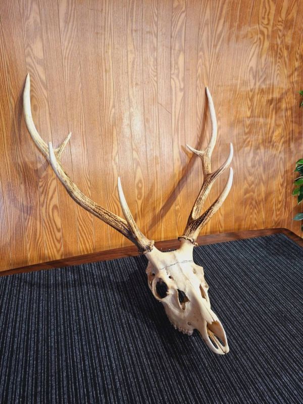 2023年最新】ヤフオク! -ハンティングトロフィーの中古品・新品・未