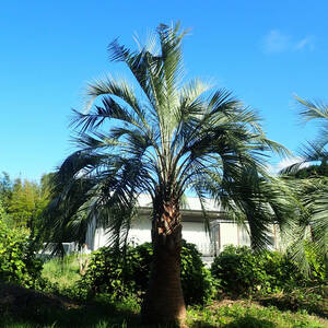 唯一無二! 静岡県産の巨大ココスヤシ (ブティア・ヤタイ)　ヤタイ椰子　高さの全長５m以上、幹高約３m 根元の幹周３m 地上１m の幹周囲２m