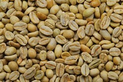 【１０㎏】コーヒー生豆 エチオピア グジ ゲレザ ゲイシャ G-3 ナチュラル プレミアム コーヒー 送料無料