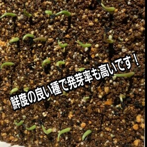パキポディウム  グラキリス  種子【5粒セット】 Pachypodium gracilius  象牙宮 塊根植物の人気No.1です！最新入荷厳選 限定販売！の画像3