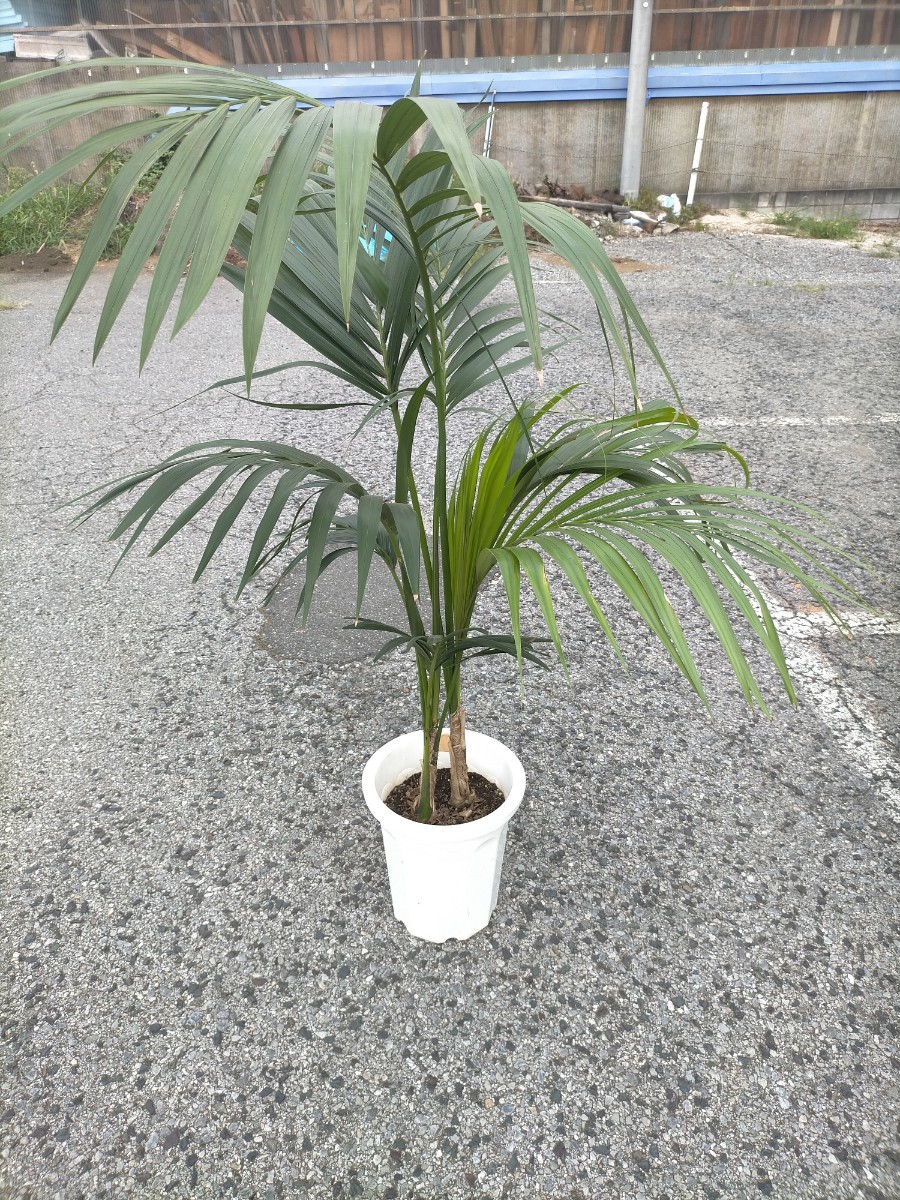 ヤフオク! -「ケンチャヤシ」の落札相場・落札価格