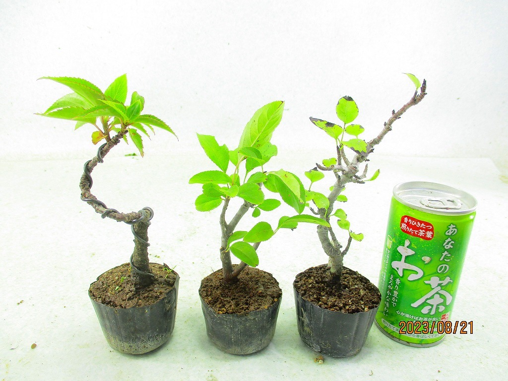 レンギョウの値段と価格推移は?|4件の売買データからレンギョウの